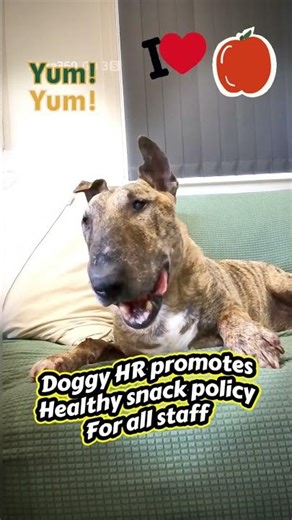 CEO of Doggy HR demonstrates healthy eating habits #doggyhr #funnydog #bullterrier #puppy #cutedog