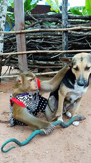 SokYaa Monkey Riding Dog Like a Horse #ViralVideo #MonkeyLife #CuteAnimals #AnimalLovers #SokYaa #FunnyMonkey #DogRiding #PlayTime | Monkey Seva