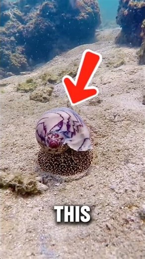 Worlds deadliest snail