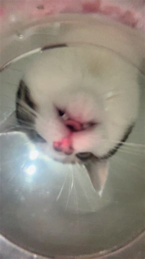 Soothing Cat ASMR: Purrrfect Water Drinking Sounds