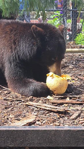 Chilly days are here! So you'll be seeing less of our black bear as she prepares to go into torpor for the winter. As that day draws nearer, she'll stop eating, sleep more, and get nice and cozy in her den. But before she does, bear wanted to thank Fareway Meat and Grocery in Byron for donating produce for her and other animals to enjoy during the warmer months! Fun Fact: Did you know that black bears aren't picky eaters? Well....they're not supposed to be, but ours is developing a picky palate 