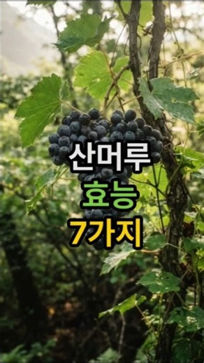 7 Health Benefits of Wild Grapes