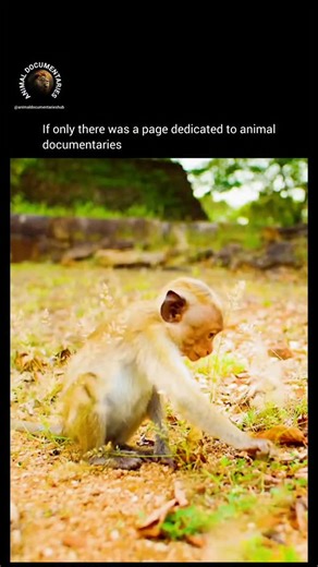 Animal Documentaries Hub on Instagram: "Life as an orphan in the wild can be tough. Meet Amma, a young macaque who lost her mom and is struggling to find her place in the troop. Without her mother's guidance and protection, Amma faces rejection and bullying from her peers. But she's determined to survive and thrive. Will she find the love and acceptance she craves? Witness the heart-wrenching journey of a young macaque's fight for belonging. #MacaqueLife #OrphanedWild #SurvivalStruggle"