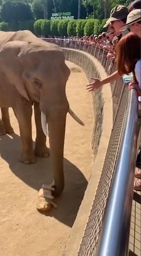 Dog Fell Into Elephant Pit at San Diego Zoo… Then Mama Elephant Did THIS” 🐘❤️🇺🇸