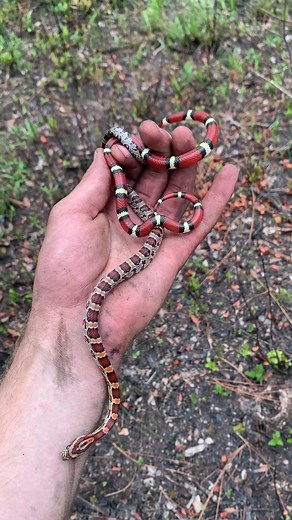 Some very colorful snakes from recently! More on YT #snakes #herping #reptilesoftiktok #animals #critters