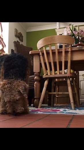 “Brains mischief = the Airedale Terrier formula 🔥🤣” | Airedale terrier Lovers