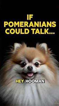 POMERANIAN DOG PERSONALITY ✅ Best Small Lap Dog Breed Training & Top Puppy Care Tips for Beginners!