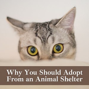 11 Great Reasons to Adopt a Pet From a Shelter
