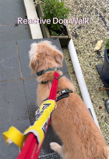 I’ve been meaning to show what walks with Mikey look like for a while! Today’s was basically a best case scenario walk. He had a decompression day yesterday, no walks just some training in the garden and play, because we had a rough time at the weekend. While Mikey is much better already with his manners when meeting dogs, our biggest problem is when he sees them and when he can’t meet them (frustration). So today was a dream 🤣 #rescuedog #battersea #reactivedog #training #rescuedogsoftiktok