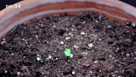 Growing kiwi plant from seed (128 days time lapse)