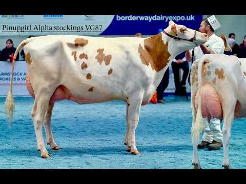 Pinupgirl Alpha Stockings VG87- Top 2yr Red & White Holstein at UK Dairy Expo 2026 -B Weatherup.