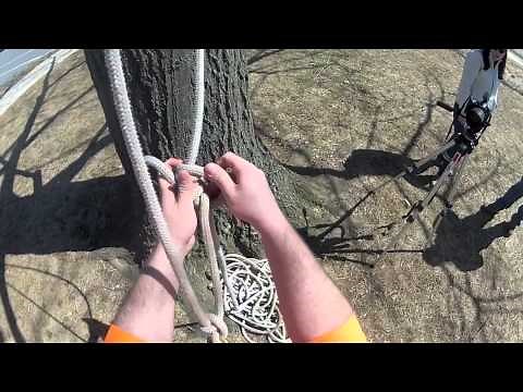 Arboriculture: Climbing 101