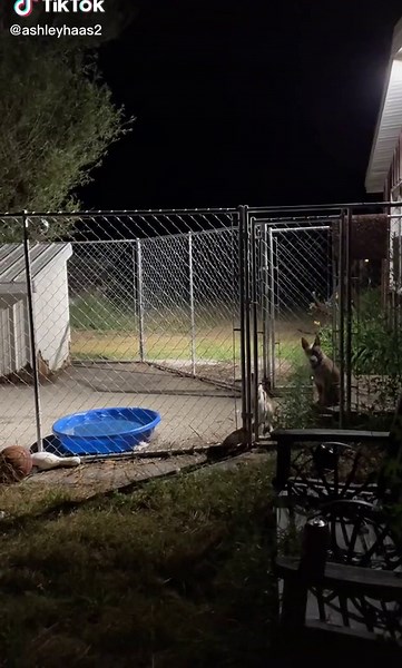 28 pond dog jumping over a 6ft fence! #dogsoftiktok #dogmom