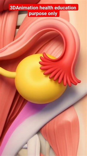 Menstrual Cycle Explained in 3D | Female Reproductive System Education (Safe & Scientific)