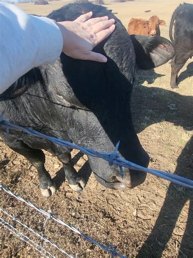 Caring for Your Bull: Techniques for Gentle Handling