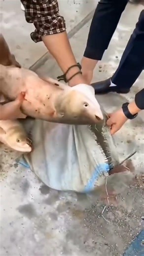 How they catch fish with giant nets #fishing #technique #village