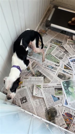 Scout wants so much to trust people. From the state he’s in, it’s clear he has reason to fear. Thanks to West Virginia Animal Reacue, dogs like Scout have a chance. #adoptashelterpet #adoptdontshop #fosteringsaveslives #wvar hcwanimalshelter.com @westvirginiaanimalrescue 304-696-5551 | Huntington Cabell Wayne Animal Shelter