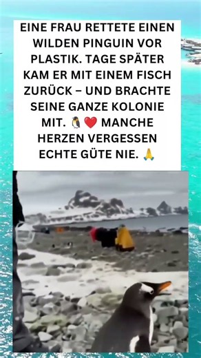 🐧❤️ Ein Pinguin, der eine gute Tat nie vergessen hat