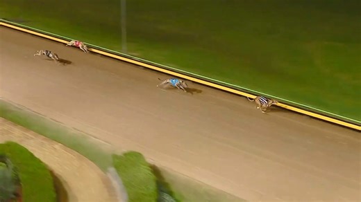 Race 9 tonight sees one of the more intriguing runners in recent memory go around - He's Hell Bent for Britton Racing! After 31 career starts in the USA (12 wins) he will have his first race start in Australia in a Grade 5 heat over the 525m at The Meadows. Here is his Sandown satisfactory trial (Box 1) where he finished behind group class gallopers House of Turbo (2), Shrewd Sticker (4) & Tan and Black (7) 👇 | The Meadows Dogs