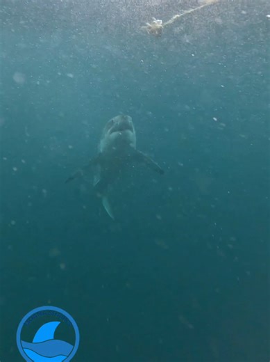 Great White Shark Encounter: Majestic and Powerful