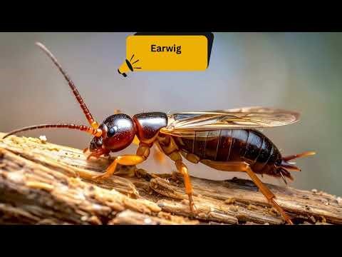🎶 ABC Rhyming Song for Kids | A to Z Insects (Ant, Beetle, Cricket, Dragonfly) 🐜✨#kidslearning