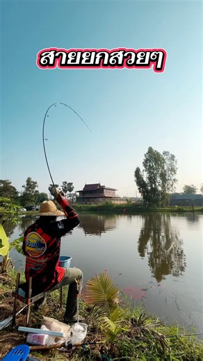 ยกสวยแบบนี้ #ตกทิชชู่ #ตกปลา #สายรั้ง #ตกปลาบ่อเหมา #fishing