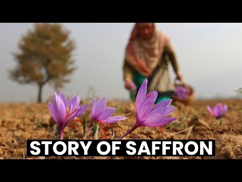 Food Secrets: Story of Saffron