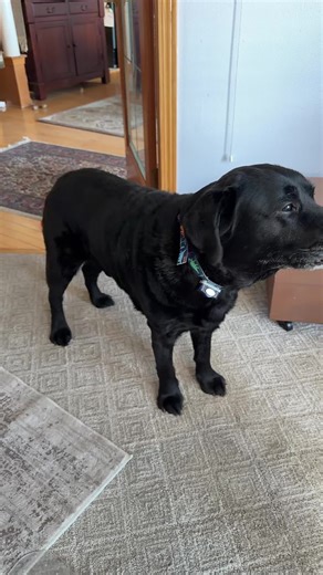 #dogsoftiktok #labrador