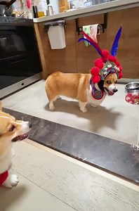 Please enjoy the traditional Chinese Opera performance brought by corgi🥸 #lovely #perform #BeijingOpera #dog #corgi | iChongqing