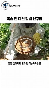 목숨 건 미친 말벌 연구팀