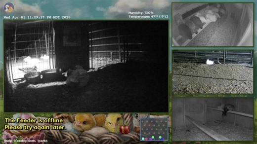 Livestream is back! @rooville @dashducks