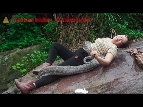 72 hours facing a giant wild python - harvesting thousands of frogs to sell at the market.