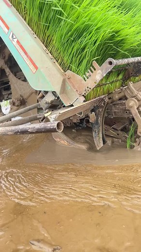 Rice Transplanting Techniques and Modern Farming in Nepal