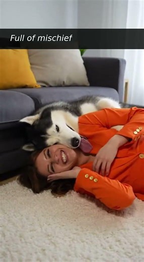 Husky Playfully Tackles Owner for Cuddle Time