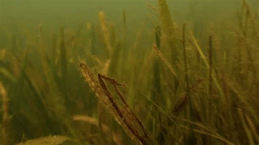 Wow, what a year it has been… 2025 was a year of growth, a year of progress, a year of a healthy Tampa Bay estuary. Over the past 12 months our organization has seen more people get involved in the fight to protect our waters, with more attendance at our events and programming than ever before. We have taken more folks out on the water. We have sent out more NOIs to polluters (with several lawsuits in progress). We continue to provide sound water quality data thanks to our partners at the Univer