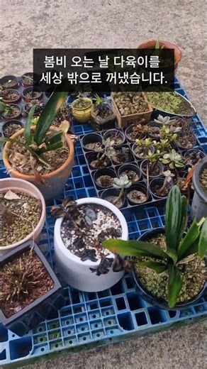 봄비 오는 날 다육이를 세상 밖으로 꺼냈습니다.