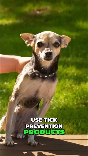 How to Protect Your Dog from Ticks (Essential Tick Prevention)