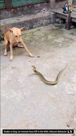 Snake vs Dog: An Intense Face-Off in the Wild | Nature’s Behavior 🐍🐕 #animals #wildliferescue #snake