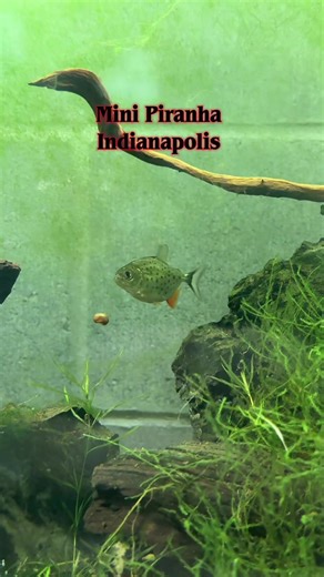 Mini Piranha Care: Tips for Fish Enthusiasts