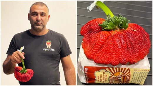 World’s heaviest strawberry grown in Israel breaks record