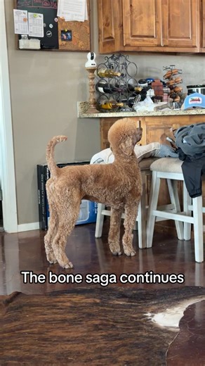 The Bone Saga Continues: Poodle Fun and Games