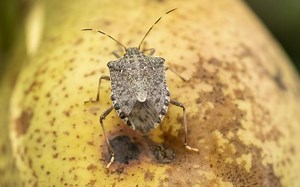 Enemy #1 - brown marmorated stink bug