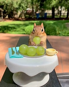 This wild chipmunk is enjoying a fine dining experience on the patio 🍽🐿 | Furry Tails