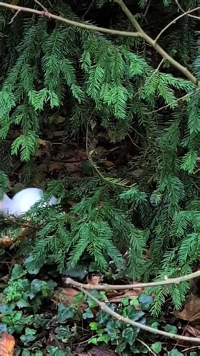 White Squirrel hiding a walnut. #cute #squirrel #nature