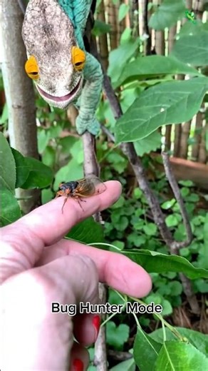When the Chameleon Enters Bug Hunter Mode… No Insect Is Safe! 🦎🔥