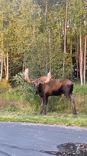 Huge Bull Moose with Antlers attacks a tree. Rut season in Alaska the Bull moose are extremely dangerous so keep your distance. #bullmoose #rut #moose #alaska #mooseattack #animalattack #antlers #keepyourdistance | Alaskan Adventures And More