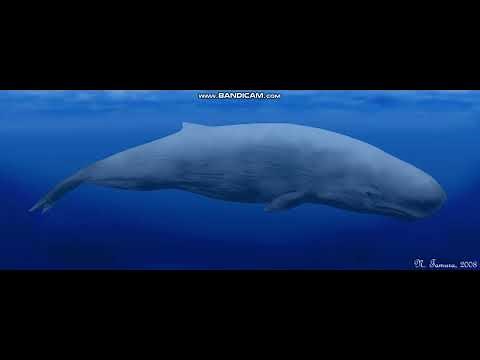 Brygmophyseter Sounds