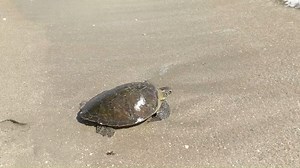 2.2M views · 20K reactions | It’s Turtle Tuesday! Check out this...