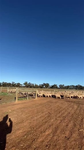 Understanding Kelpies: The Ultimate Working Dog