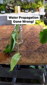 684K views · 6K reactions | This plant project was brought in by a customer wanting to transfer their cutting to soil, but when I got in there I discovered it had root rot and had to change courses! In this video I clean up the root rot and set it up exactly how I like to propagate my Monstera- with LECA! This is also known as semi-hydro. I recommend the customer put their plant in bright light- the warmth will speed up root development! #plants #houseplants | Tanner The Planter | Facebook